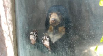 Circo, zoo e acquari: piacciono ai bambini ma non ai genitori